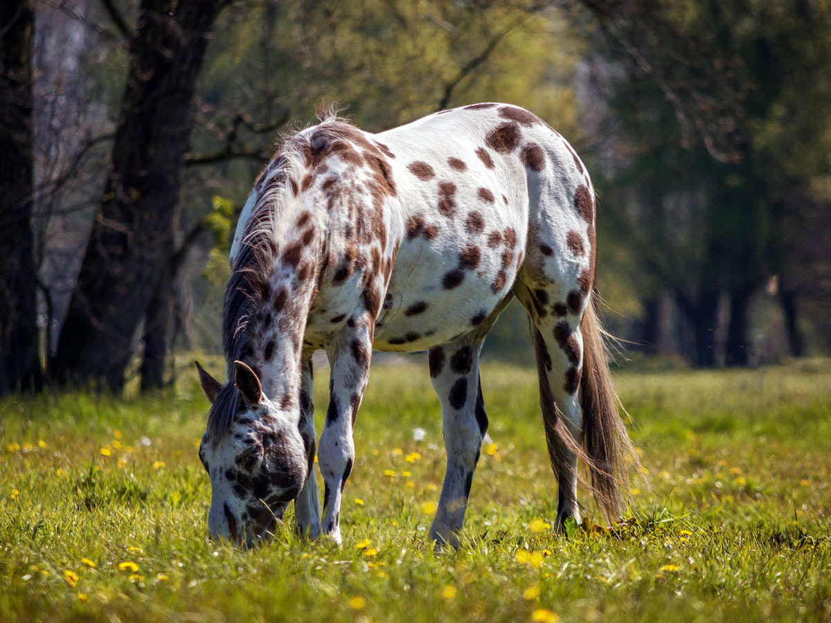 Respectvol eigendom elegant De geschiedenis van het Appaloosa paard – Fourstars-Appaloosahorses